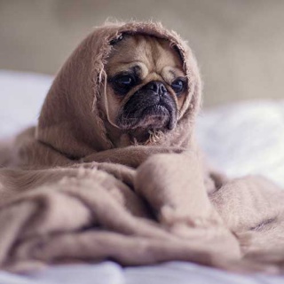 Schweinehund Schweinehund