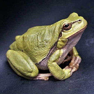 Frosch Frosch